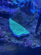 Chilli pepper montipora for sale  ILFORD