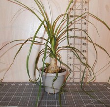 Ponytail palm plant for sale  Largo