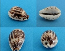 Cypraea palmadusta diluculum d'occasion  Monts