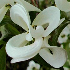 dogwood tree for sale dogwood tree for sale San Francisco