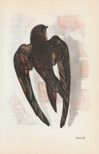 Vintage bird print for sale  DERBY