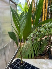Areca macrocalyx palm for sale  Port Saint Lucie