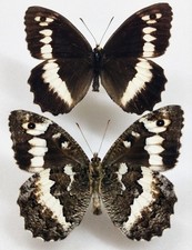 Satyrinae brintesia circe d'occasion  Blagnac