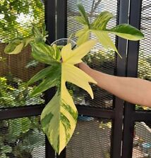 80001464 philodendron dragon gebraucht kaufen  Reutlingen