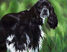 Cocker spaniel black for sale  Broomfield
