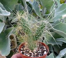Tephrocactus weberi cactus d'occasion  Servian