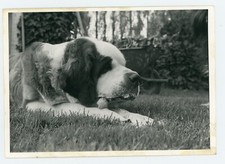 Photo snapshot 1960 d'occasion  Avignon