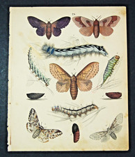 1851 antica stampa usato  Pozzallo
