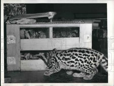 1946 press photo for sale  Memphis