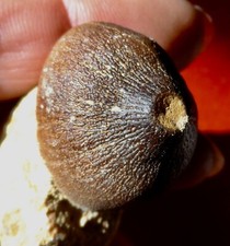 Dentde mosasaure crétacé d'occasion  Cuxac-d'Aude