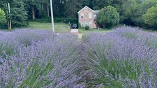 Phenomenal lavender 3.5 for sale  Rock Island