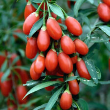 Sweet cherry goji for sale  WARRINGTON