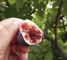 Black mission fig for sale  Nicasio