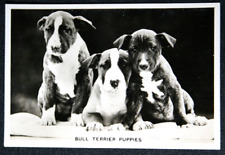 Bull terrier puppies for sale  DERBY
