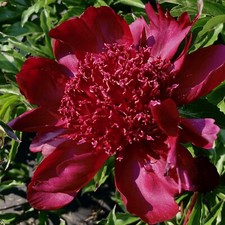 Hot chocolate herb for sale  Greenwich