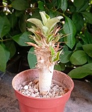 Pachypodium saundersii 6cm for sale  CHESTER
