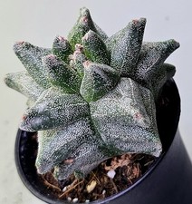 Astrophytum myriostigma kikko gebraucht kaufen  Obertshausen