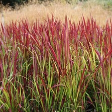 Imperata red baron for sale  UK