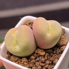 Exact plant heads for sale  GLASGOW