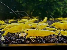 10x 40x yellow for sale  Houston