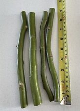 Twisted corkscrew willow for sale  DERBY
