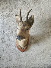 Testa capriolo imbalsamata usato  Volpeglino