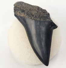 Isurus hastalis 1.69 for sale  Rockledge