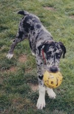 Great dane holding for sale  Mission