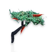 Shrimp moss tree for sale  HULL