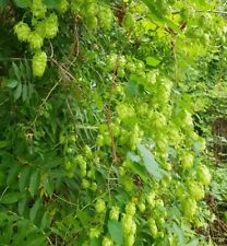 Beer hops vine for sale  UK