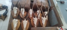 Taxidermie massacre blesbok d'occasion  Mus
