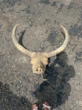 Texas longhorn steer for sale  New Richmond