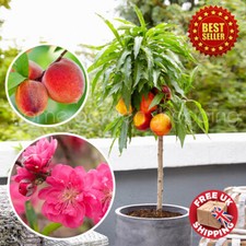 Peach dwarf fruit for sale  OXFORD