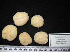 Cretaceous echinoid sea for sale  WAKEFIELD