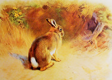 Rabbit countryside. small for sale  NELSON