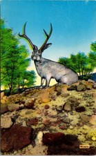 jackalope for sale  Indianapolis