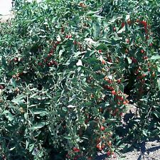 T179c lot goji for sale  Bakersfield