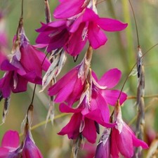 Blackberry bells angel for sale  UK