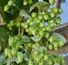 Pflanzen hopfen winterhart gebraucht kaufen  Kaiserslautern