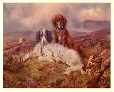English irish setter for sale  UK