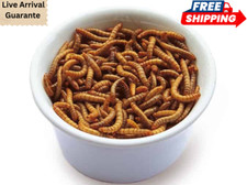 Live mealworms 1000 for sale  Daytona Beach
