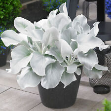 Senecio angel wings for sale  UK