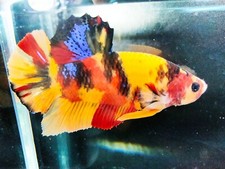 Pez Betta vivo gigante Nemo Galaxy HMPK macho listo para reproducirse desde Tailandia segunda mano  Embacar hacia Mexico