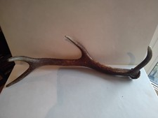 Geweih geweihstange gehörn gebraucht kaufen Geweih geweihstange gehörn gebraucht kaufen  Moritzburg