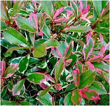 Photinia fraseri louise for sale  PRESTON