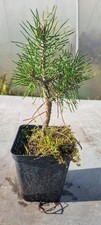 Pre bonsai kiefer gebraucht kaufen Pre bonsai kiefer gebraucht kaufen  Solingen