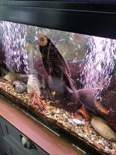 3ft 1ft complete for sale  HARLOW