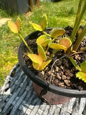 Dionaea muscipula shir gebraucht kaufen  Mühldorf a.Inn