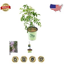 Blue moon wisteria for sale  Burbank