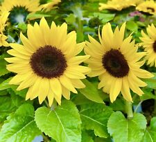 Mini dwarf sunflower for sale  DEWSBURY